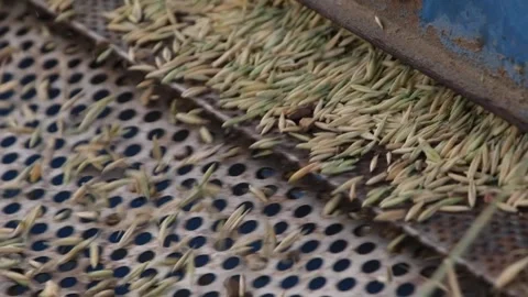 Barley is milled (slow motion) Stock Footage 294120781