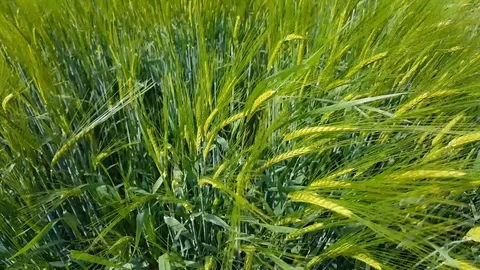 Barley is moving in the wind Stock Footage 114653556