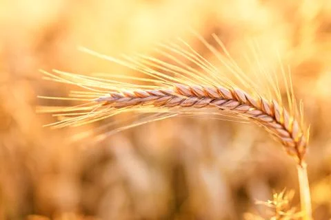 Barley - one shining golden ear of corn on barley field 스톡 사진
