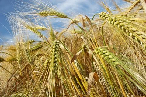 Barley Stock Photos