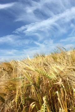 Barley Stock Photos