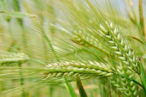 Barley. Stock Photos