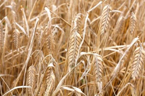 Barley Stock Photos
