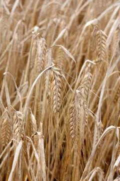 Barley Stock Photos