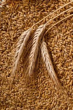 Barley Stock Photos