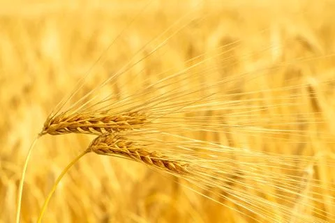 Barley 스톡 사진