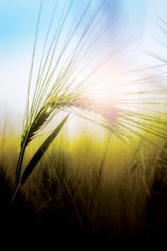 Barley Stock Photos