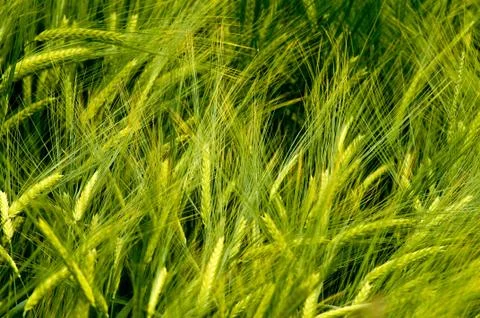 Barley Stock Photos