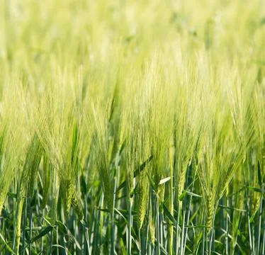 Barley Stock Photos