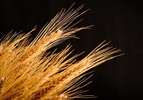 Barley Stock Photos