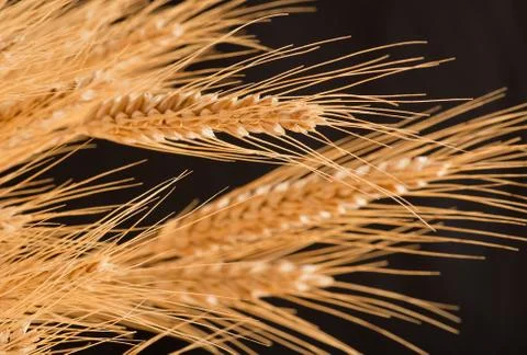 Barley Stock Photos
