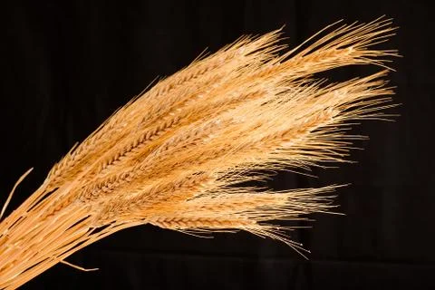 Barley Stock Photos