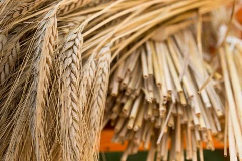 Barley Stock Photos