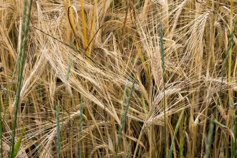 Barley Stock Photos