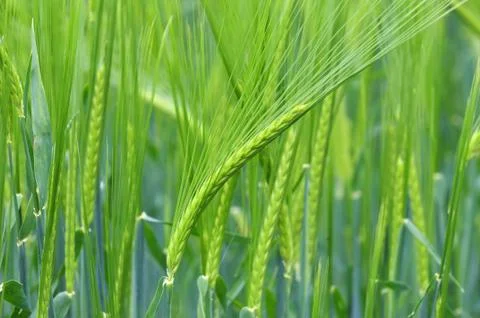 Barley Stock Photos