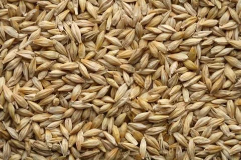 Barley Stock Photos