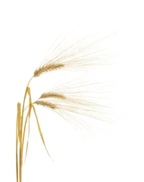 Barley Stock Photos