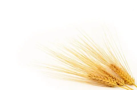 Barley Stock Photos