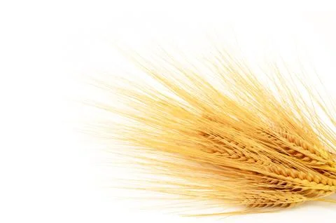 Barley Stock Photos