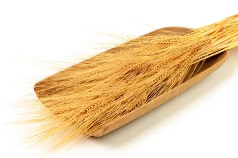 Barley Stock Photos