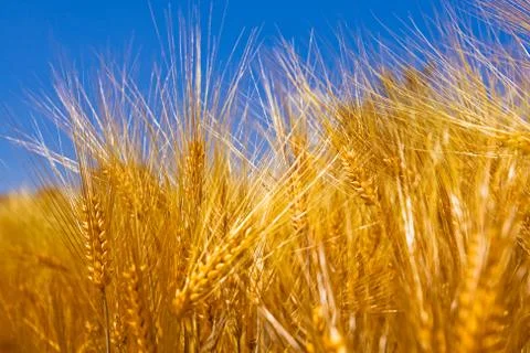 Barley Stock Photos