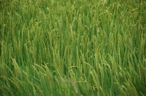 Barley. Stock Photos