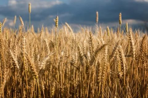 Barley Stock Photos
