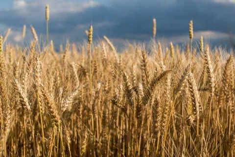 Barley Foto stock