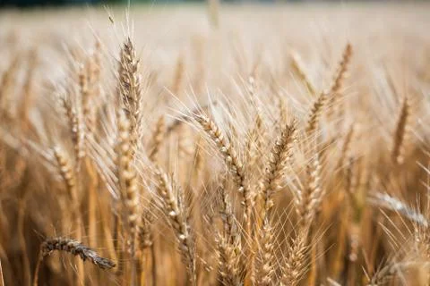 Barley Stock Photos