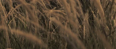 Barley plants in a wheat field at sunset Stock Footage 152399716