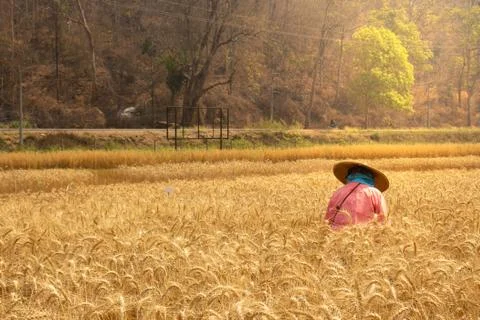 Barley rice field Stock Photos