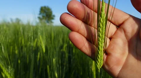 Barley shaking in wind with human hand caressing it Stock Footage 63745564