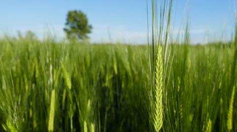 Barley shaking in wind with human hand caressing it Stock Footage 63747084