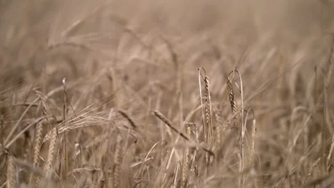Barley slow push in from one ear to another Stock Footage 140448252