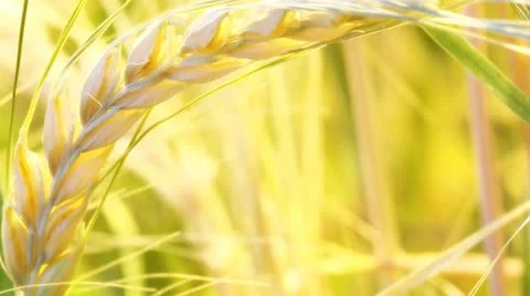 Barley spike Stock Footage 10763339