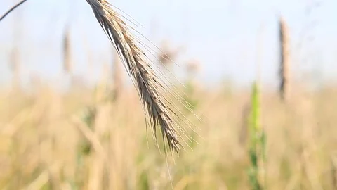 Barley spikelets and wind Stock Footage 80088082
