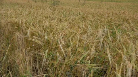 Barley spikelets sway in the wind in the field view from above. Harvesting, grow Stock Footage 260165313