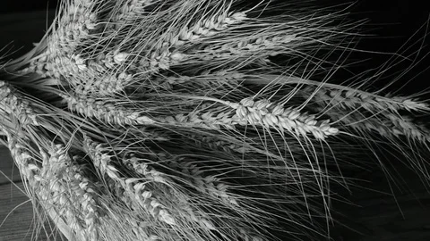 Barley spikelets on the table, close-up Stock Footage 116024348