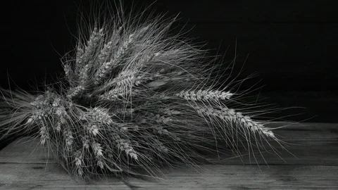 Barley spikelets on the table Stock Footage 116024318