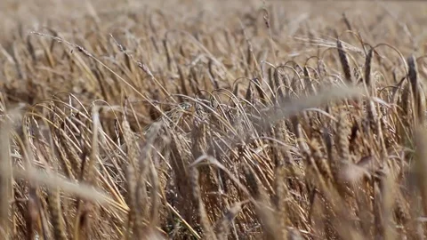 Barley stalks Stock Footage 93780778