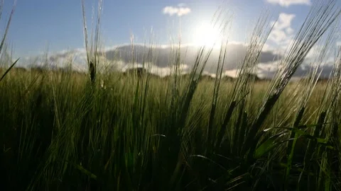 Barley stalks Stock Footage 137785181
