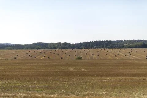 Barley straw Stock Photos