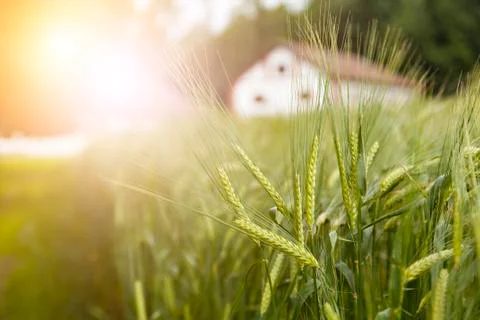 Barley straws 写真素材