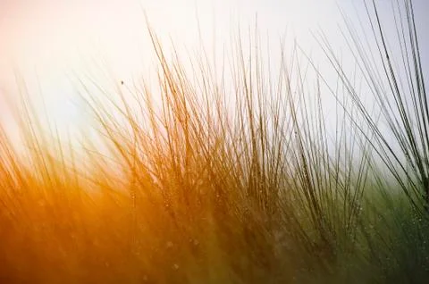 Barley sunset Stock Photos