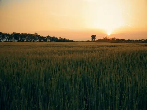 Barley sunset time lapse field Stock Footage