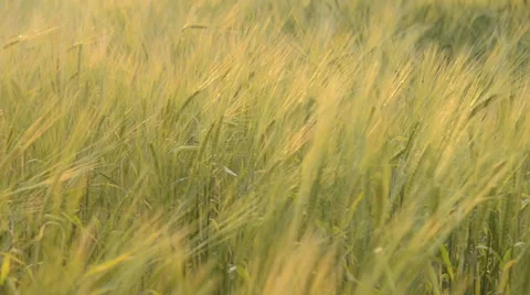 Barley swaying Stock Footage 29484787