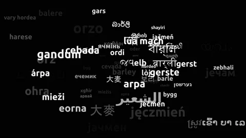 Barley Translated in 73 Worldwide Languages Endless Looping 3d Zooming Wordcl Stock Footage 145196992