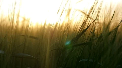 Barley waving in slow motion with setting sun, close up Stock Footage 76692419