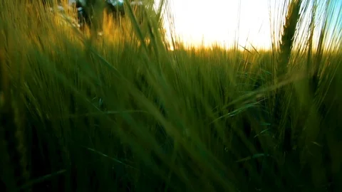 Barley Waving In Slow Motion With Setting Sun, Close Up Stock Footage 112351554
