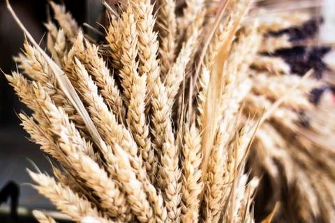 Barley wheat up close Stock Photos